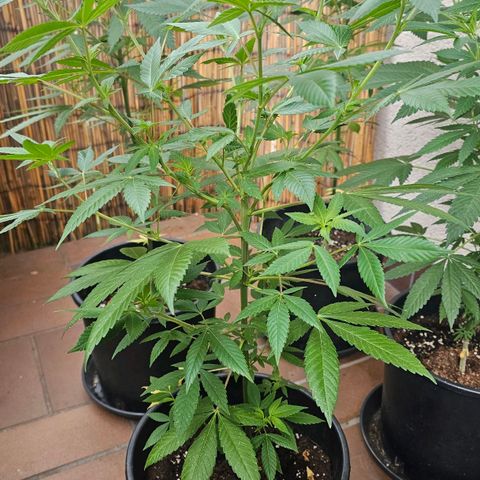 Gorilla Zkittlez growlog timeline photo