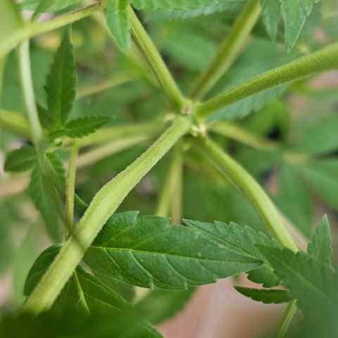 Gorilla Zkittlez growlog timeline photo