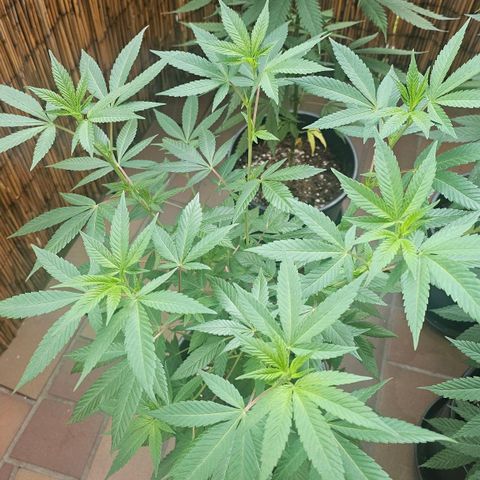 Gorilla Zkittlez growlog timeline photo