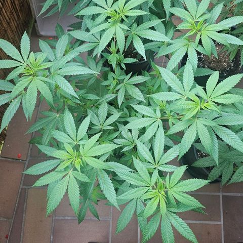 Gorilla Zkittlez growlog timeline photo
