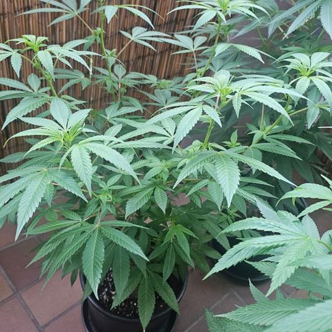 Gorilla Zkittlez growlog timeline photo