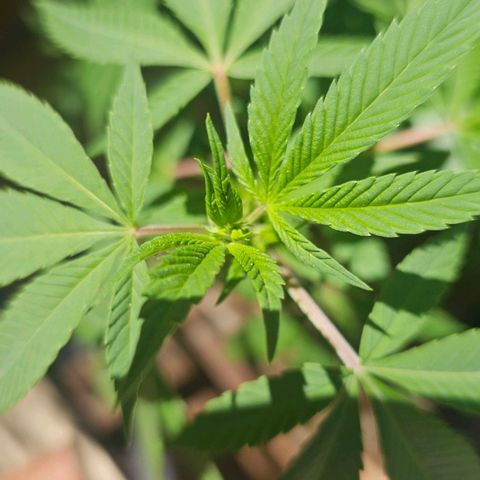 Gorilla Zkittlez growlog timeline photo