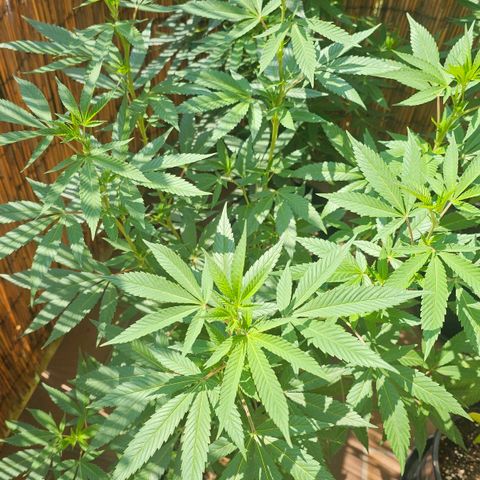 Gorilla Zkittlez growlog timeline photo