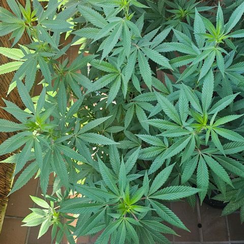 Gorilla Zkittlez growlog timeline photo
