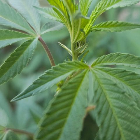 Gorilla Zkittlez growlog timeline photo