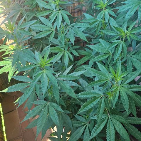 Gorilla Zkittlez growlog timeline photo