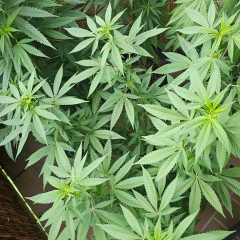 Gorilla Zkittlez growlog timeline photo