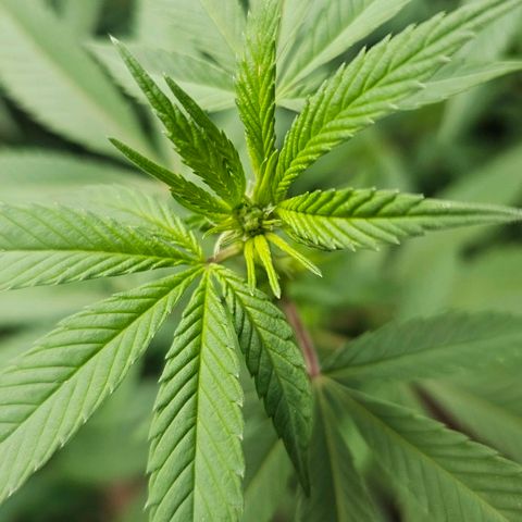 Gorilla Zkittlez growlog timeline photo