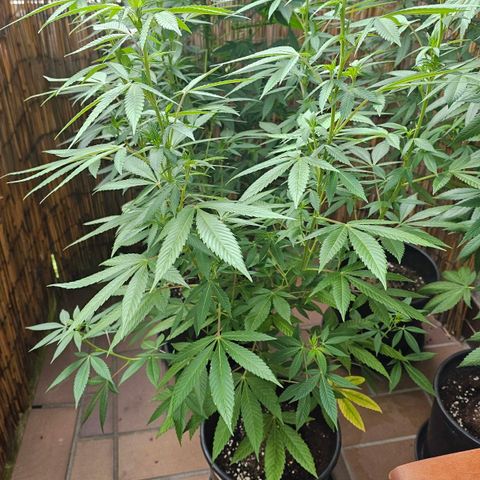 Gorilla Zkittlez growlog timeline photo