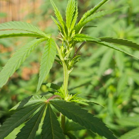 Gorilla Zkittlez growlog timeline photo