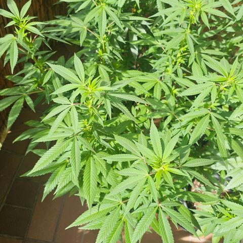 Gorilla Zkittlez growlog timeline photo