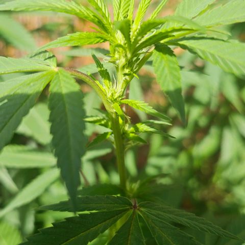 Gorilla Zkittlez growlog timeline photo