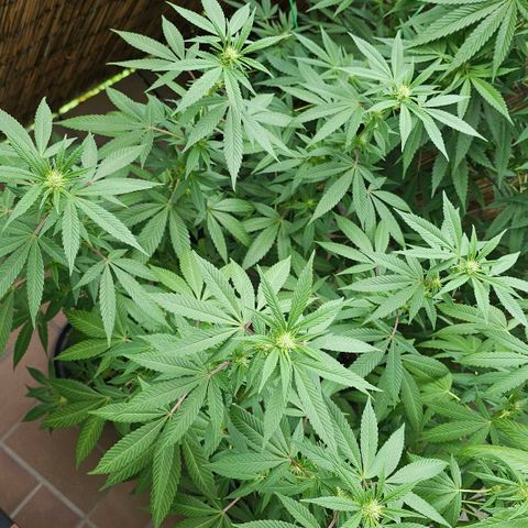Gorilla Zkittlez growlog timeline photo