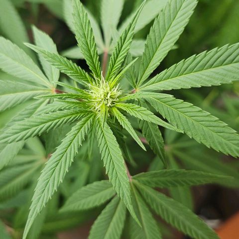 Gorilla Zkittlez growlog timeline photo