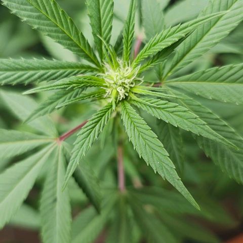 Gorilla Zkittlez growlog timeline photo