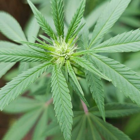 Gorilla Zkittlez growlog timeline photo