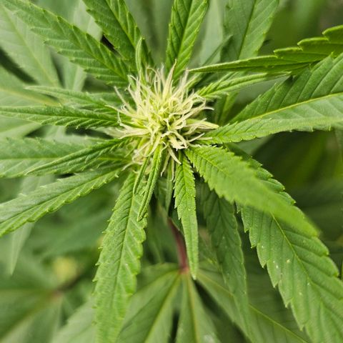 Gorilla Zkittlez growlog timeline photo