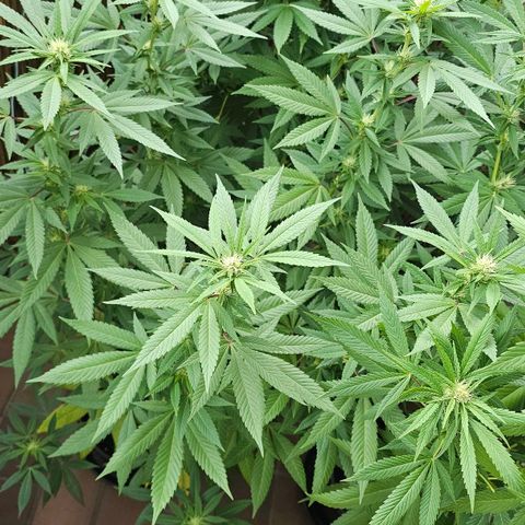 Gorilla Zkittlez growlog timeline photo