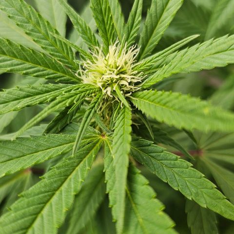 Gorilla Zkittlez growlog timeline photo