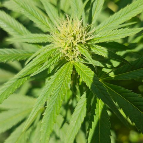 Gorilla Zkittlez growlog timeline photo