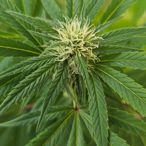 Gorilla Zkittlez growlog timeline photo
