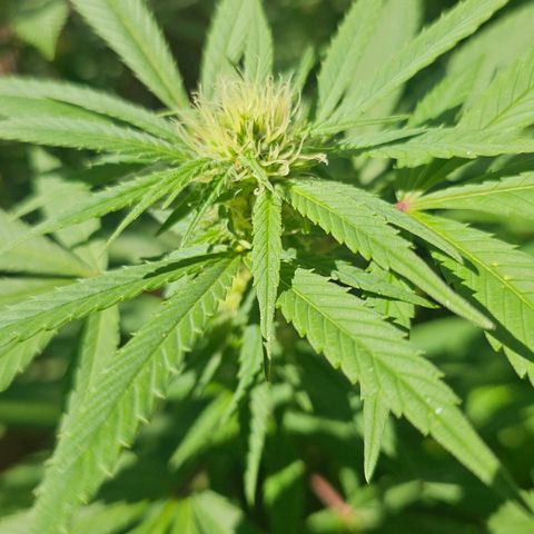 Gorilla Zkittlez growlog timeline photo