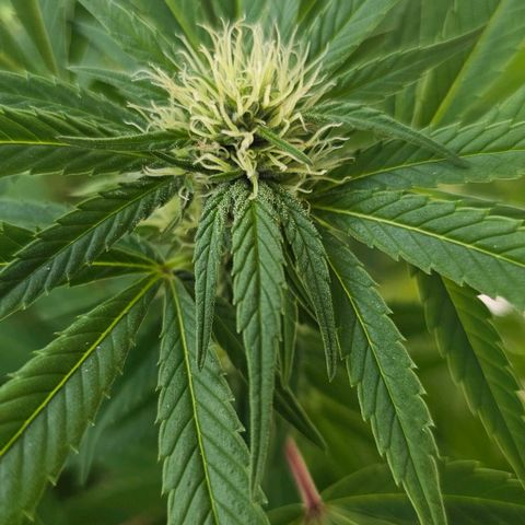 Gorilla Zkittlez growlog timeline photo