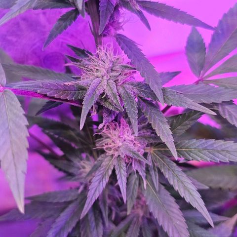 Gorilla Zkittlez growlog timeline photo
