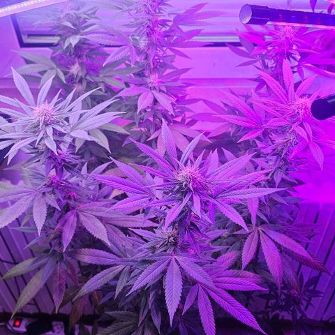 Gorilla Zkittlez growlog timeline photo
