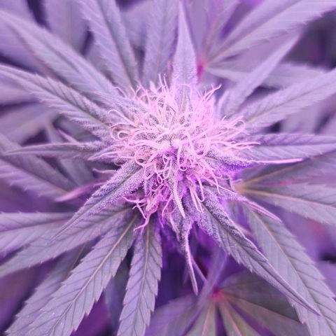 Gorilla Zkittlez growlog timeline photo