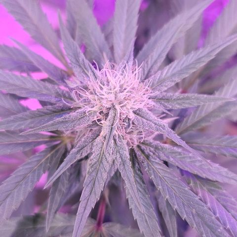 Gorilla Zkittlez growlog timeline photo