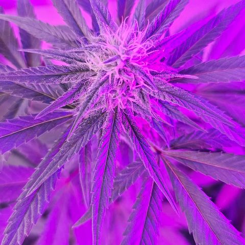 Gorilla Zkittlez growlog timeline photo