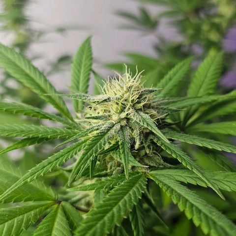 Gorilla Zkittlez growlog timeline photo