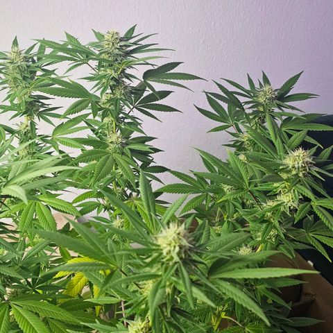 Gorilla Zkittlez growlog timeline photo