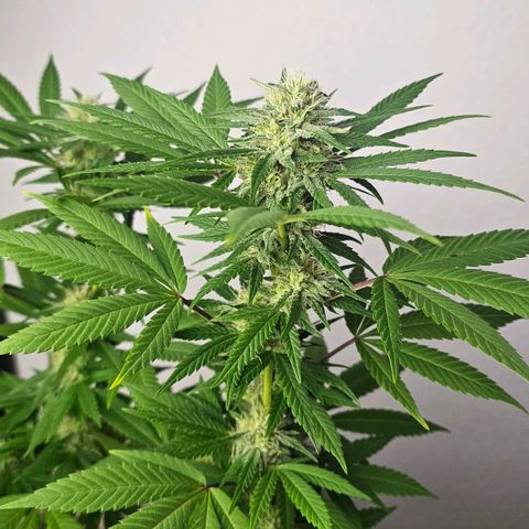 Gorilla Zkittlez growlog timeline photo