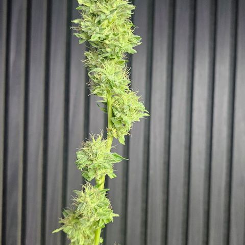 Gorilla Zkittlez growlog timeline photo
