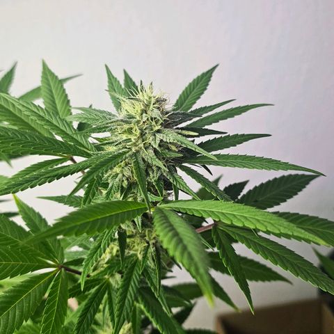 Gorilla Zkittlez growlog timeline photo