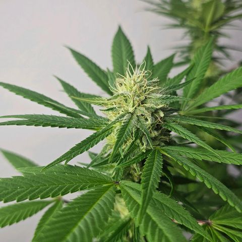 Gorilla Zkittlez growlog timeline photo