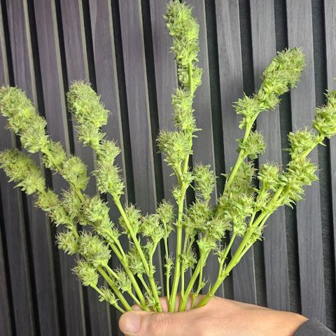 Gorilla Zkittlez growlog timeline photo