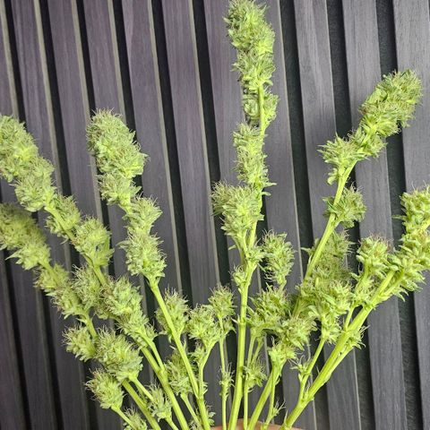 Gorilla Zkittlez growlog timeline photo