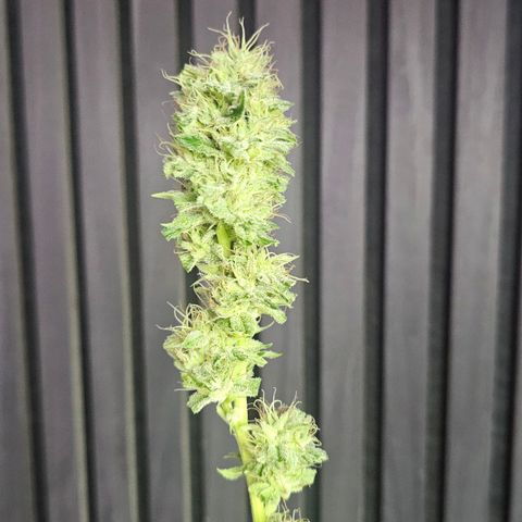 Gorilla Zkittlez growlog timeline photo