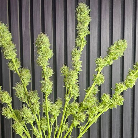 Gorilla Zkittlez growlog timeline photo