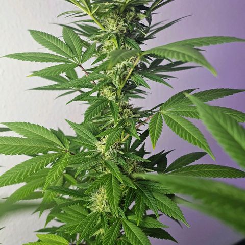 Gorilla Zkittlez growlog timeline photo