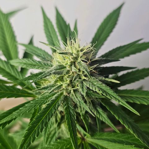 Gorilla Zkittlez growlog timeline photo