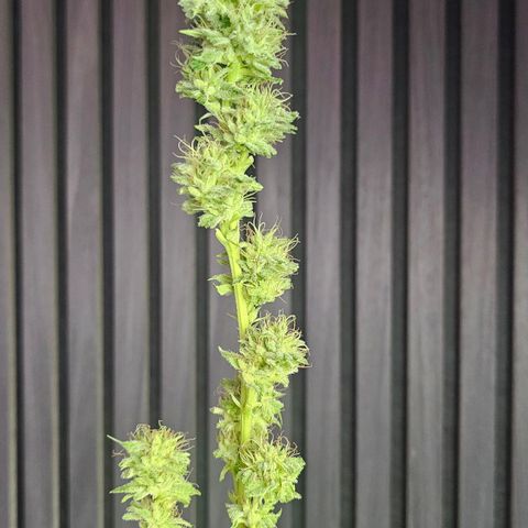 Gorilla Zkittlez growlog timeline photo