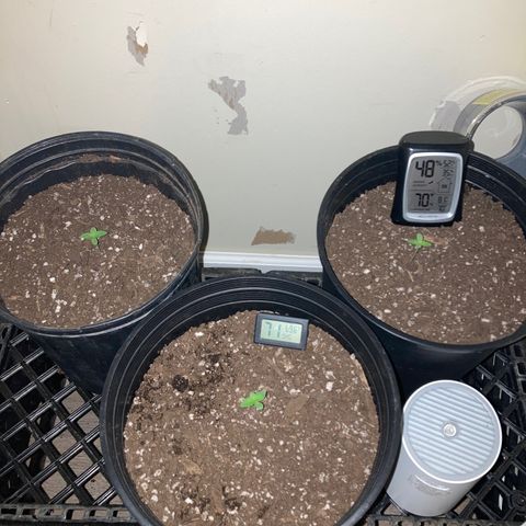 Sunset sherbert growlog timeline photo