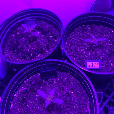 Sunset sherbert growlog timeline photo