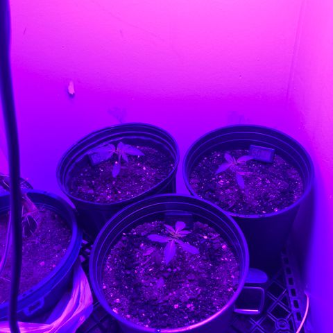 Sunset sherbert growlog timeline photo