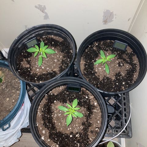 Sunset sherbert growlog timeline photo