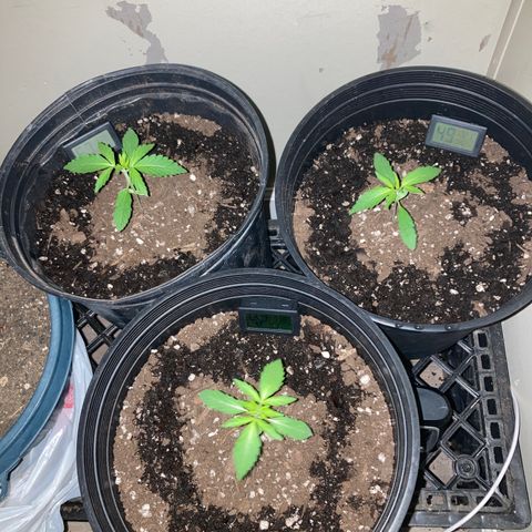 Sunset sherbert growlog timeline photo